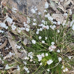 Leucopogon virgatus (Common Beard-heath) at Kambah, ACT - 14 Sep 2024 by galah681