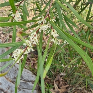 Hakea salicifolia at Kambah, ACT - 14 Sep 2024