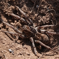 Tasmanicosa sp. (genus) (Tasmanicosa wolf spider) at Hall, ACT - 14 Sep 2024 by Anna123