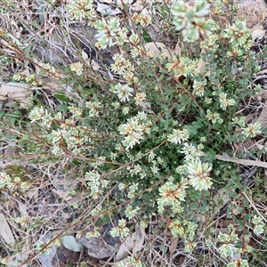 Brachyloma daphnoides at Kambah, ACT - 14 Sep 2024