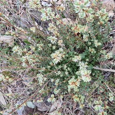 Brachyloma daphnoides (Daphne Heath) at Kambah, ACT - 14 Sep 2024 by galah681