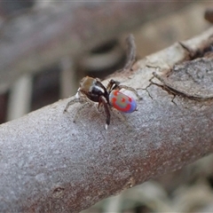 Maratus pavonis (Dunn's peacock spider) at Murrumbateman, NSW - 10 Sep 2024 by SimoneC