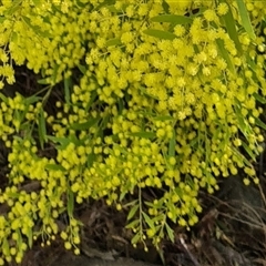 Acacia (genus) (A Wattle) at Kambah, ACT - 14 Sep 2024 by galah681
