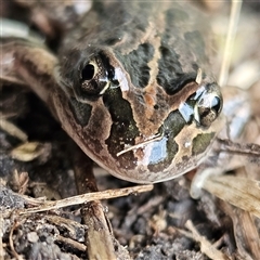 Limnodynastes tasmaniensis (Spotted Grass Frog) at Braidwood, NSW - 14 Sep 2024 by MatthewFrawley