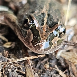 Limnodynastes tasmaniensis at Braidwood, NSW - 14 Sep 2024