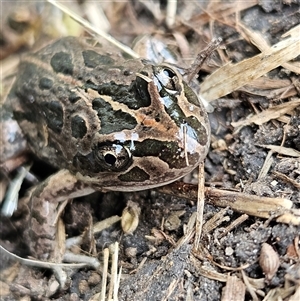 Limnodynastes tasmaniensis at Braidwood, NSW - 14 Sep 2024