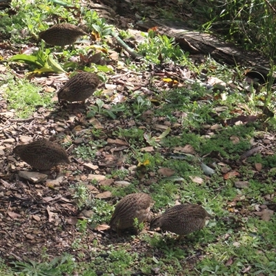 Synoicus ypsilophorus (Brown Quail) at Currowan, NSW - 17 Jun 2024 by UserCqoIFqhZ