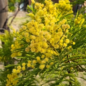 Acacia decurrens at Kambah, ACT - 14 Sep 2024 02:34 PM