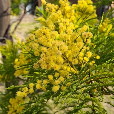 Acacia decurrens (Green Wattle) at Kambah, ACT - 14 Sep 2024 by galah681