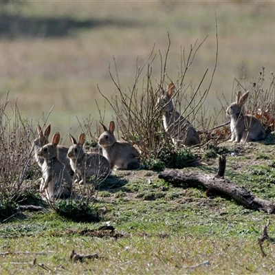 Oryctolagus cuniculus (European Rabbit) at Forde, ACT - 13 Sep 2024 by DPRees125