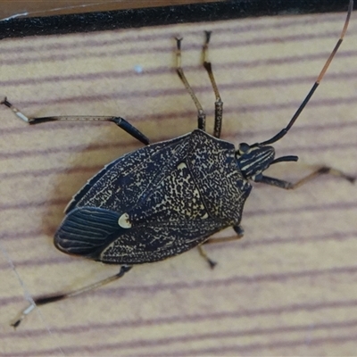 Poecilometis sp. (genus) (A Gum Tree Shield Bug) at Hall, ACT - 13 Sep 2024 by Anna123