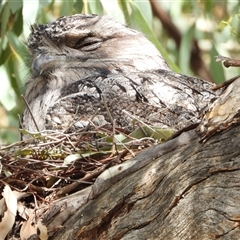 Podargus strigoides (Tawny Frogmouth) at Kambah, ACT - 14 Sep 2024 by LinePerrins