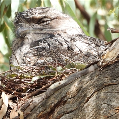 Podargus strigoides (Tawny Frogmouth) at Kambah, ACT - 14 Sep 2024 by LinePerrins