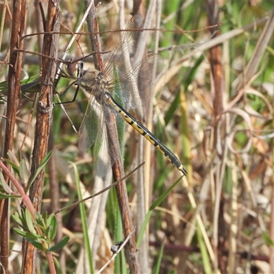 Hemicordulia tau (Tau Emerald) at Kambah, ACT - 14 Sep 2024 by LineMarie