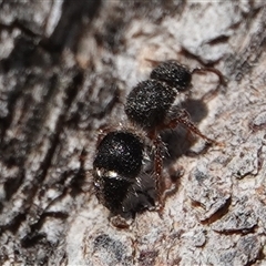 Eurymutilla (genus) at Hall, ACT - 13 Sep 2024 01:51 PM