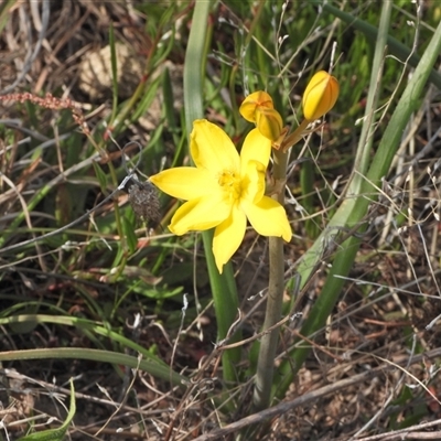 Bulbine bulbosa (Golden Lily, Bulbine Lily) at Kambah, ACT - 14 Sep 2024 by LinePerrins