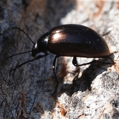 Chalcopteroides spectabilis (Rainbow darkling beetle) at Hall, ACT - 13 Sep 2024 by Anna123