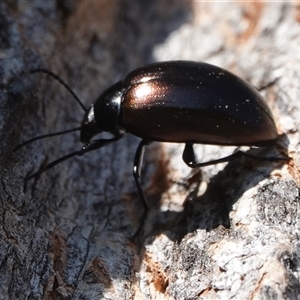 Chalcopteroides spectabilis at Hall, ACT - 13 Sep 2024 01:49 PM