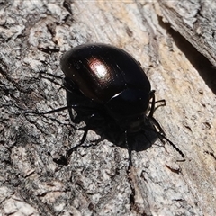 Chalcopteroides spectabilis at Hall, ACT - 13 Sep 2024 01:49 PM