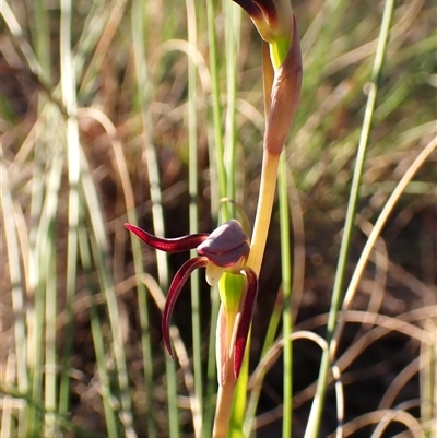 Lyperanthus suaveolens (Brown Beaks) at Aranda, ACT - 13 Sep 2024 by CathB