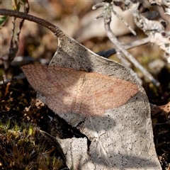 Epicyme rubropunctaria (Red-spotted Delicate) at Forde, ACT - 13 Sep 2024 by DPRees125