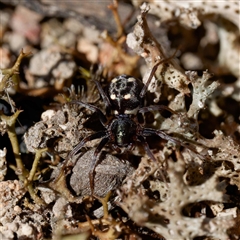 Zodariidae (family) (Unidentified Ant spider or Spotted ground spider) at Forde, ACT - 13 Sep 2024 by DPRees125