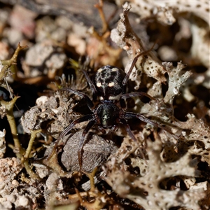 Zodariidae (family) at Forde, ACT - 13 Sep 2024 11:39 AM