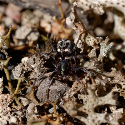 Zodariidae (family) (Ant spider or Spotted ground spider) at Forde, ACT - 13 Sep 2024 by DPRees125