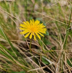 Taraxacum sect. Taraxacum (Dandelion) at Monga, NSW - 14 Sep 2024 by Csteele4