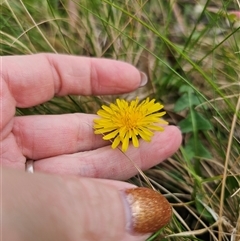 Taraxacum sect. Taraxacum at Monga, NSW - 14 Sep 2024