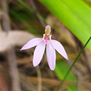 Caladenia carnea at Monga, NSW - suppressed