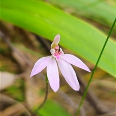 Caladenia carnea at Monga, NSW - suppressed