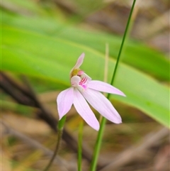 Caladenia carnea at Monga, NSW - suppressed