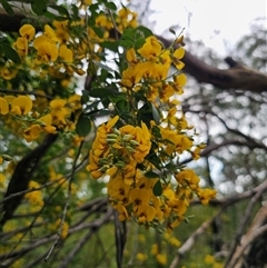 Goodia lotifolia (Golden Tip) at Monga, NSW - 14 Sep 2024 by Csteele4