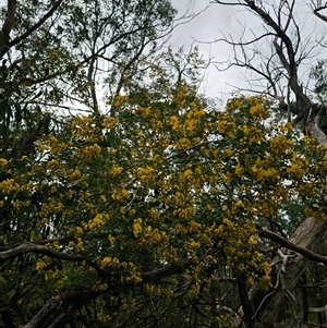 Goodia lotifolia at Monga, NSW - 14 Sep 2024 03:22 PM