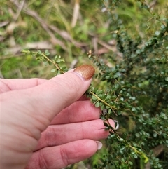 Bursaria spinosa subsp. spinosa (Blackthorn, Boxthorn) at Monga, NSW - 14 Sep 2024 by Csteele4