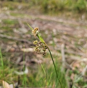 Luzula meridionalis at Monga, NSW - 14 Sep 2024