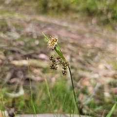 Luzula meridionalis at Monga, NSW - 14 Sep 2024