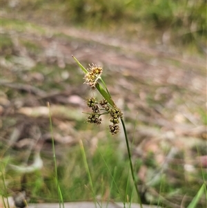 Luzula meridionalis at Monga, NSW - 14 Sep 2024