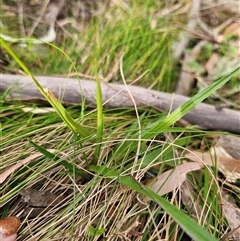 Luzula meridionalis at Monga, NSW - 14 Sep 2024