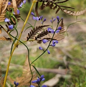 Comesperma volubile at Monga, NSW - 14 Sep 2024 02:58 PM