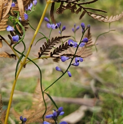 Comesperma volubile (Love Creeper) at Monga, NSW - 14 Sep 2024 by Csteele4