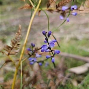 Comesperma volubile at Monga, NSW - 14 Sep 2024 02:58 PM