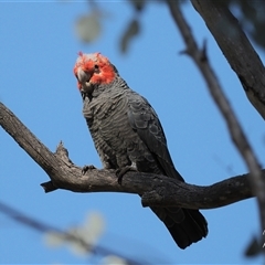 Callocephalon fimbriatum (identifiable birds) (Gang-gang Cockatoo (named birds)) at Cook, ACT - 13 Sep 2024 by CathB