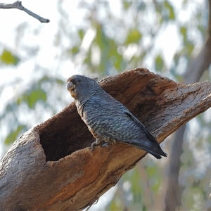 Callocephalon fimbriatum (identifiable birds) at Cook, ACT - suppressed