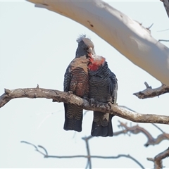 Callocephalon fimbriatum (identifiable birds) at Cook, ACT - suppressed