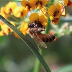 Apis mellifera (European honey bee) at Ulladulla, NSW - 14 Sep 2024 by Clarel