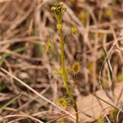 Drosera auriculata (Tall Sundew) at Gundaroo, NSW - 12 Sep 2024 by ConBoekel