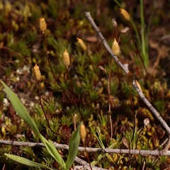 Dawsonia (genus) (A moss) at Gundaroo, NSW - 12 Sep 2024 by ConBoekel