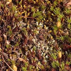 Dawsonia (genus) at Gundaroo, NSW - 12 Sep 2024